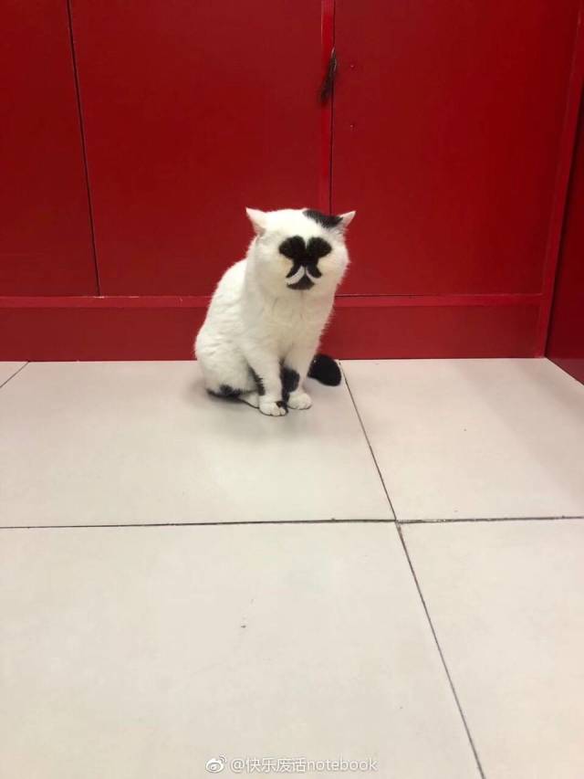 daily picdump weekend edition 51 pics 21.html - 51 HD Photos | Premium Gallery 2018