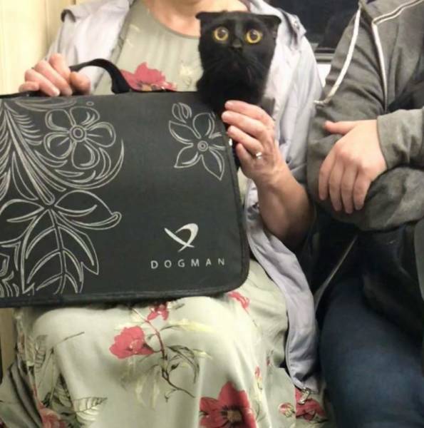 daily picdump 84 pics 9.html - 84 HD Photos | Premium Gallery 2018