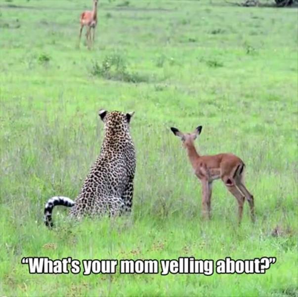 funny picdump 51 pics 26.html - 51 HD Photos | Premium Gallery 2018
