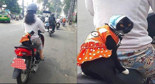 daily picdump weekend edition 52 pics 9.html - 52 HD Photos | Premium Gallery 2018