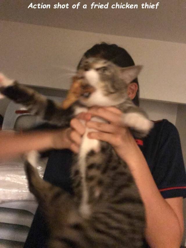 daily picdump weekend edition 61 pics 5.html - 61 HD Photos | Premium Gallery 2018