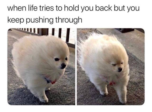 Funny Picdump