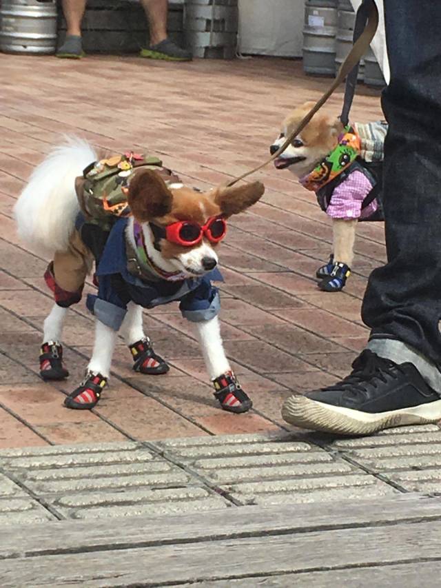 daily picdump 93 pics 36.html - 93 HD Photos | Premium Gallery 2018