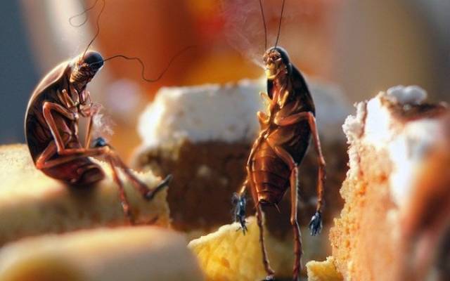 The Only Thing That Can Stop A Guy From Having Sex Is Roaches
