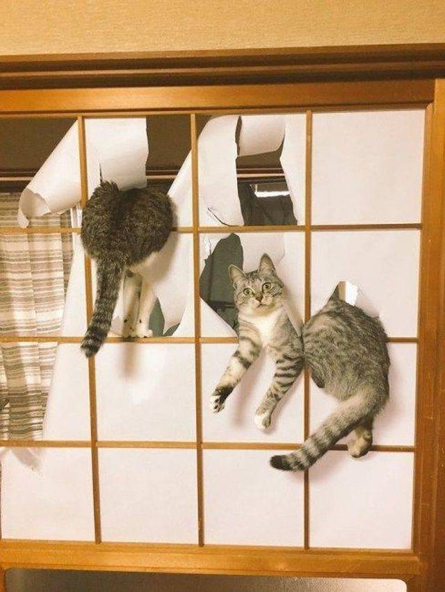 daily picdump weekend edition 76 pics 9.html - 76 HD Photos | Premium Gallery 2018