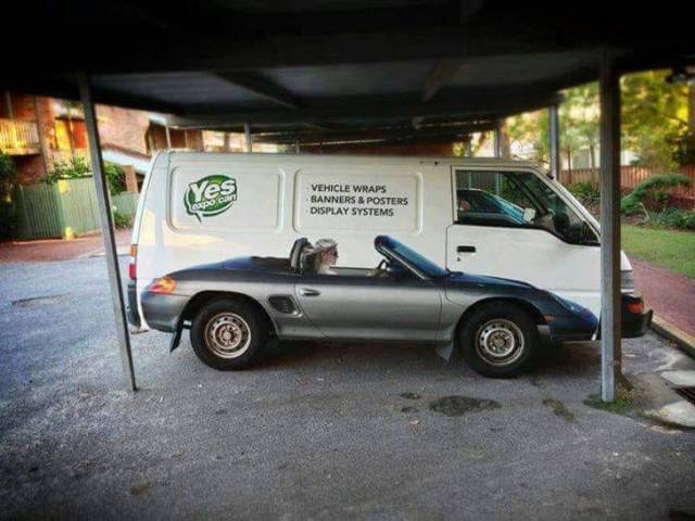 Why Is It Allowed To Be So Clever?