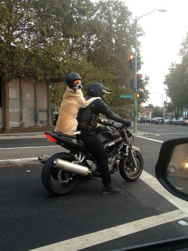 Daily Picdump