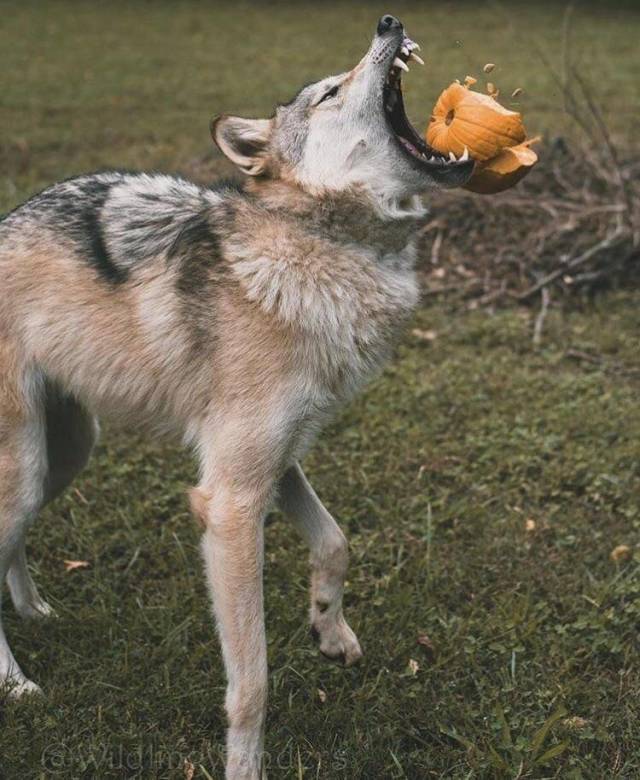 daily picdump 98 pics 9.html - 98 HD Photos | Premium Gallery 2018