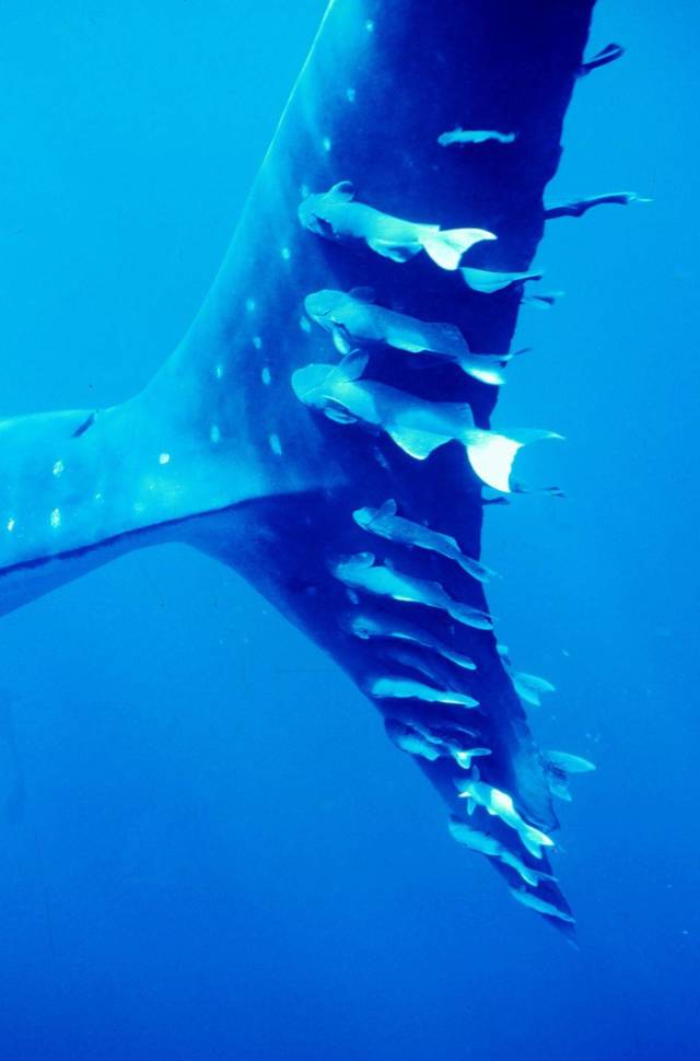 daily picdump 98 pics 33.html - 98 HD Photos | Premium Gallery 2018