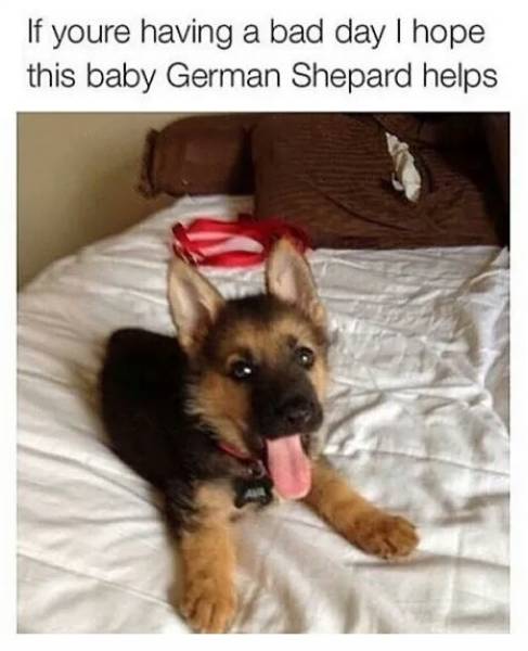 Funny Picdump