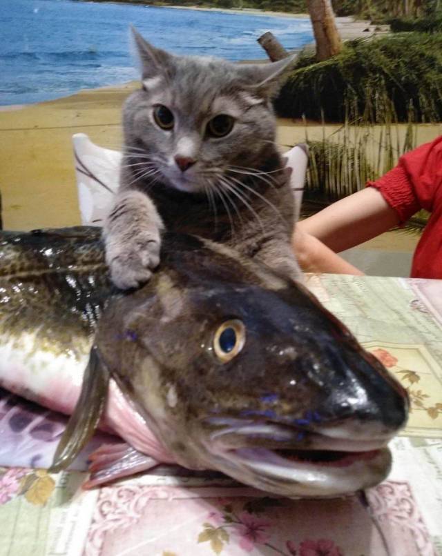 daily picdump 96 pics 26.html - 96 HD Photos | Premium Gallery 2018