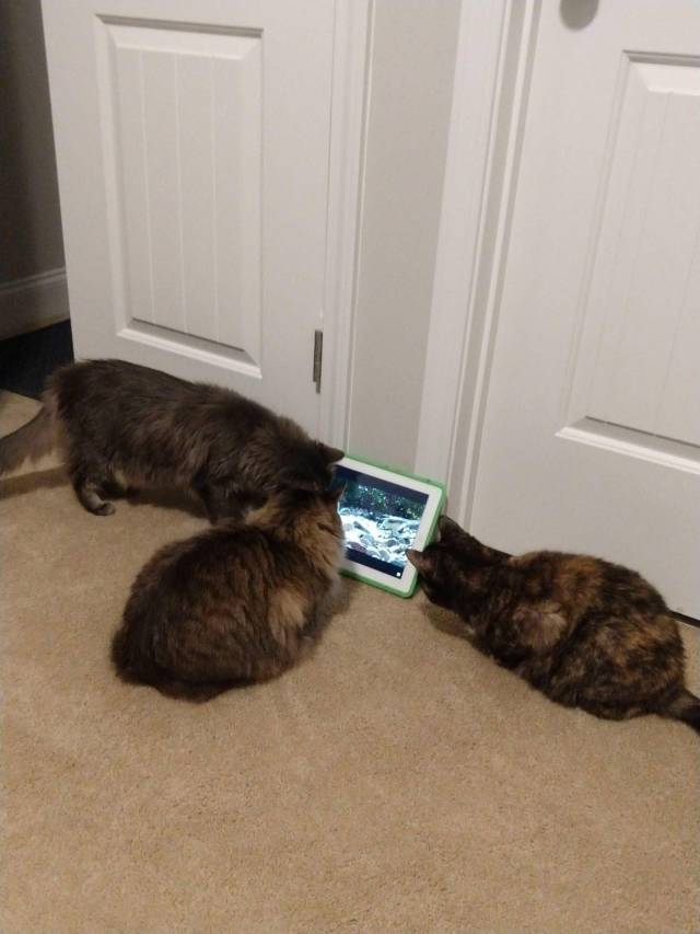 daily picdump weekend edition 72 pics 10.html - 72 HD Photos | Premium Gallery 2018