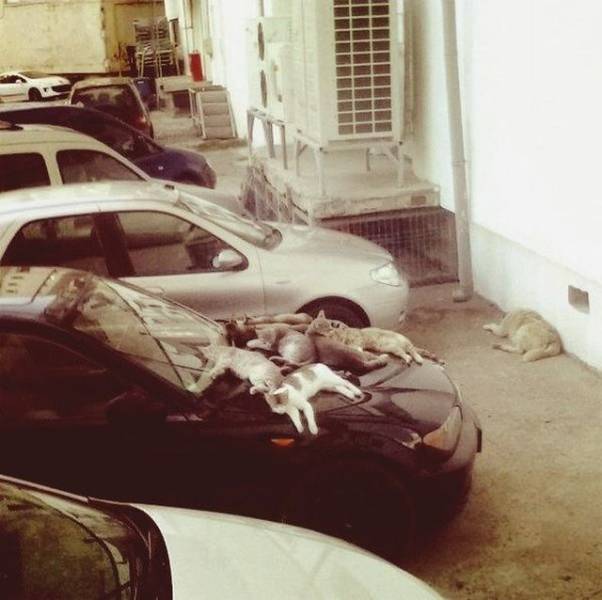 daily picdump 100 pics 28.html - 100 HD Photos | Premium Gallery 2018