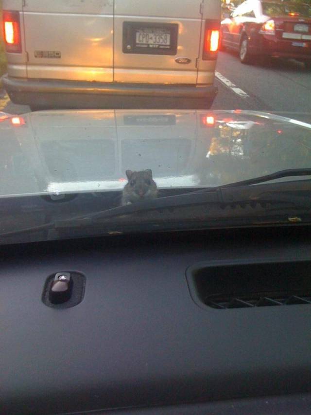 Hard-to-explain WTF Photos