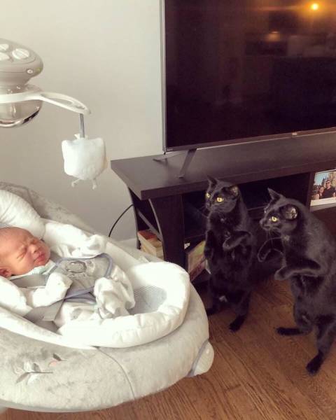 A List Of Cat Pics That Are Guaranteed To Leave Your Feline Fine