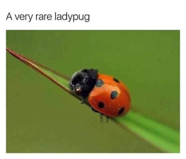 funny picdump 53 pics 13.html - 53 HD Photos | Premium Gallery 2019