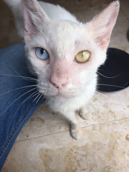 This Cat Wasn’t Actually Blind!