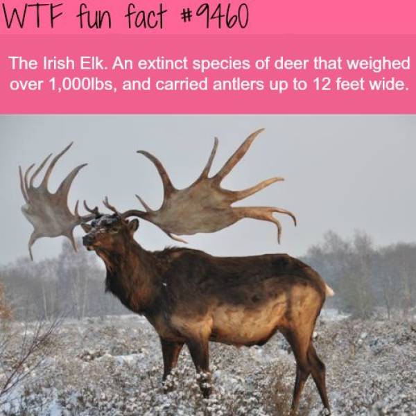 Everyone Likes Facts!