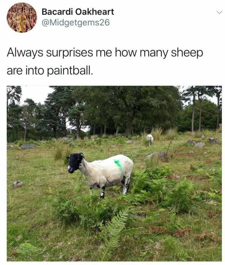 Funny Picdump