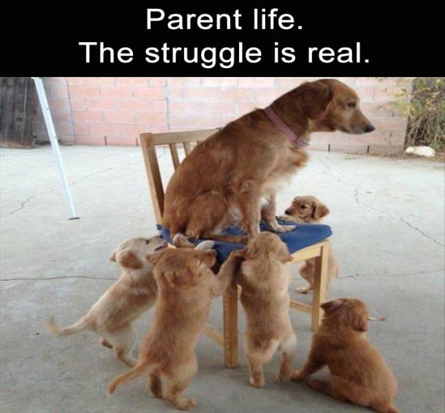 funny picdump 50 pics 25.html - 50 HD Photos | Premium Gallery 2019
