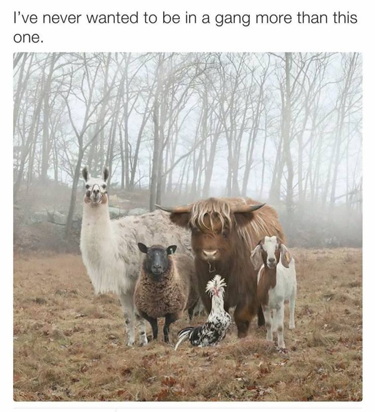 funny picdump 54 pics 26.html - 54 HD Photos | Premium Gallery 2019