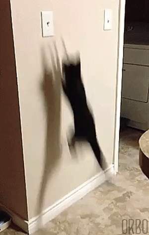 GIFs Looped To The Point Of Perfection