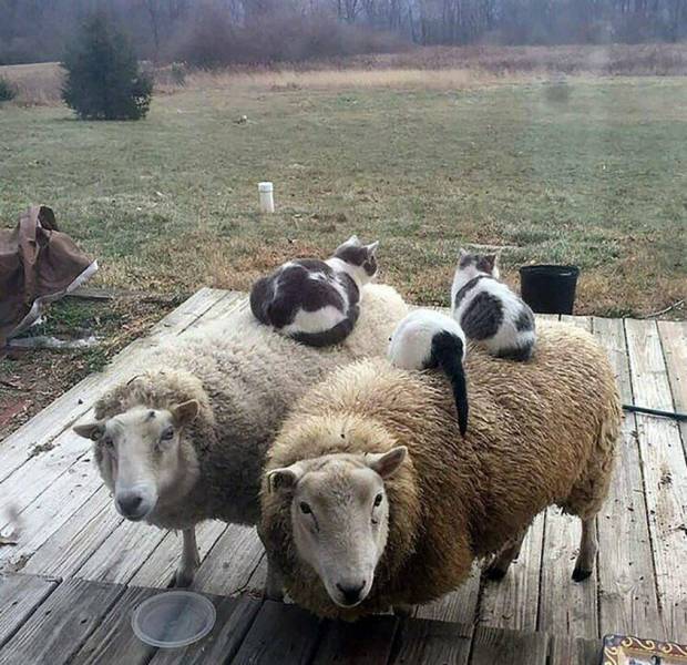 daily picdump 98 pics 29.html - 98 HD Photos | Premium Gallery 2019