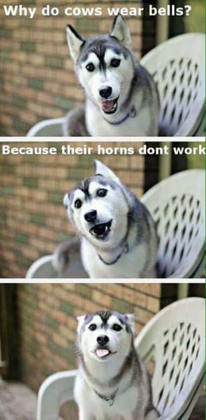 page,6,top 250 funny pics of the year 2019.html - 1 HD Photos | Premium Gallery 2019