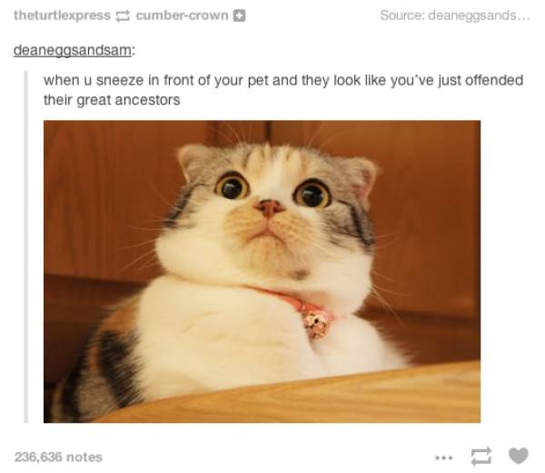 The Funniest Stuff Internet Could Provide