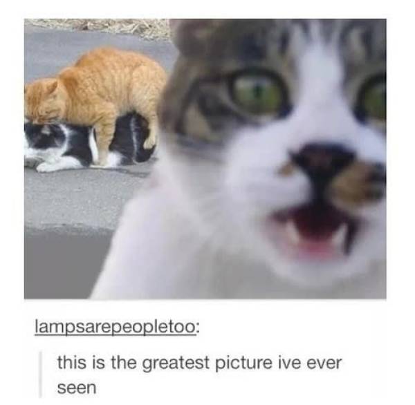 the funniest stuff internet could provide 100 pics 33.html - 100 HD Photos | Premium Gallery 2019