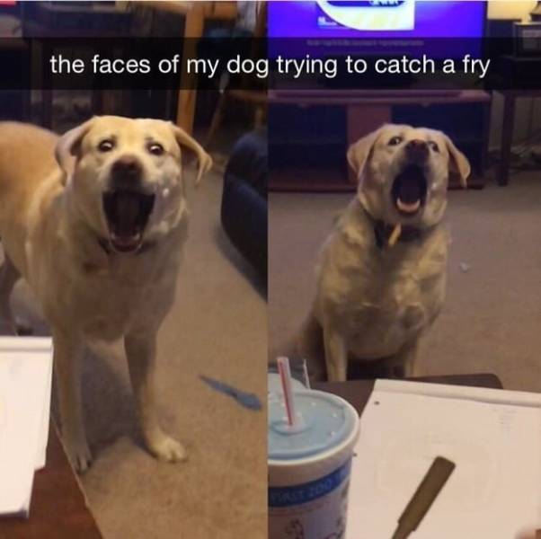 the funniest stuff internet could provide 100 pics 33.html - 100 HD Photos | Premium Gallery 2019
