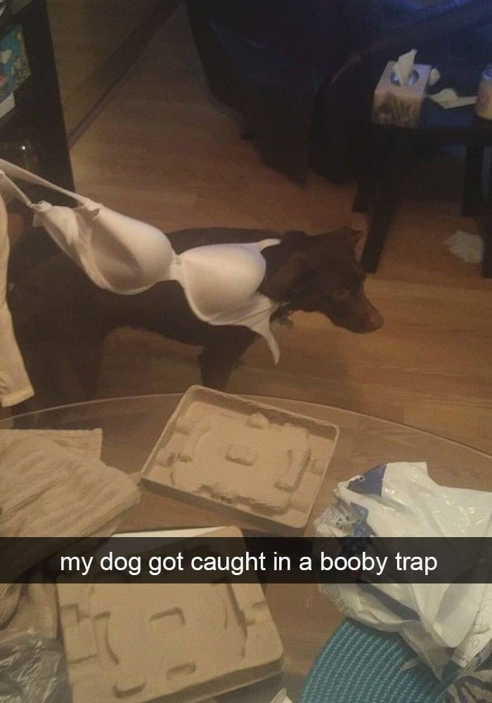 The Funniest Stuff Internet Could Provide