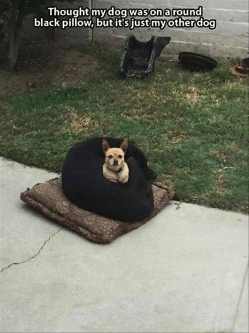 the funniest stuff internet could provide 100 pics 33.html - 100 HD Photos | Premium Gallery 2019