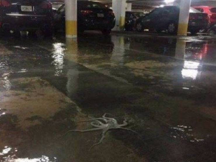 And That Will Be A NOPE