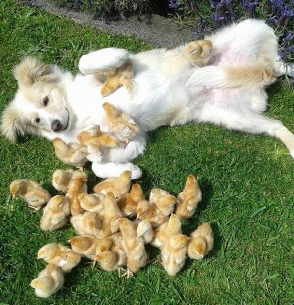 top 100 animals pics of the year 2019.html - 1 HD Photos | Premium Gallery 2019