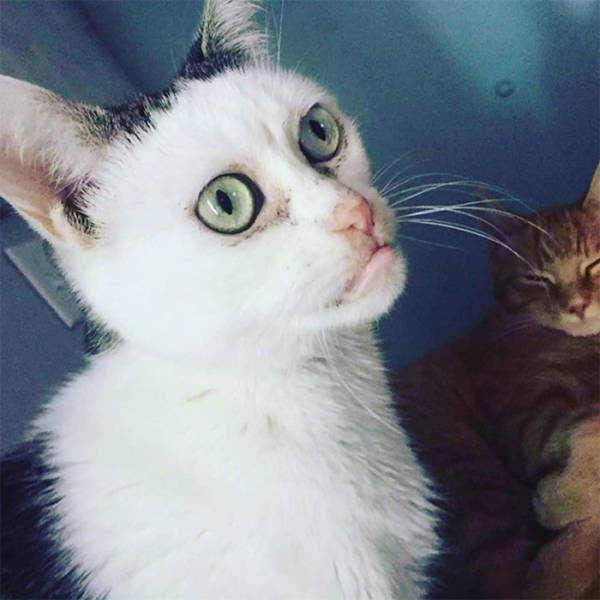 Is This Cat The Real Steve Buscemi?!