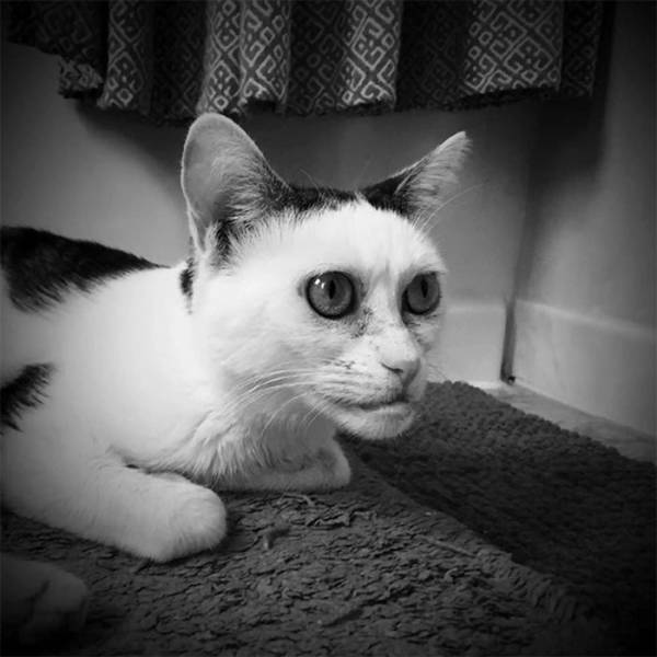 Is This Cat The Real Steve Buscemi?!