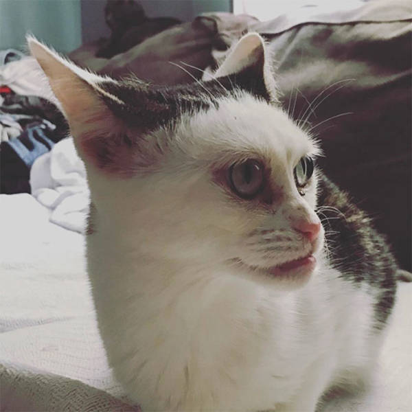 Is This Cat The Real Steve Buscemi?!