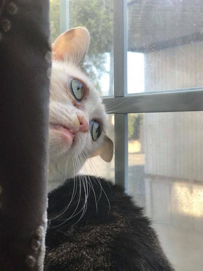 Is This Cat The Real Steve Buscemi?!