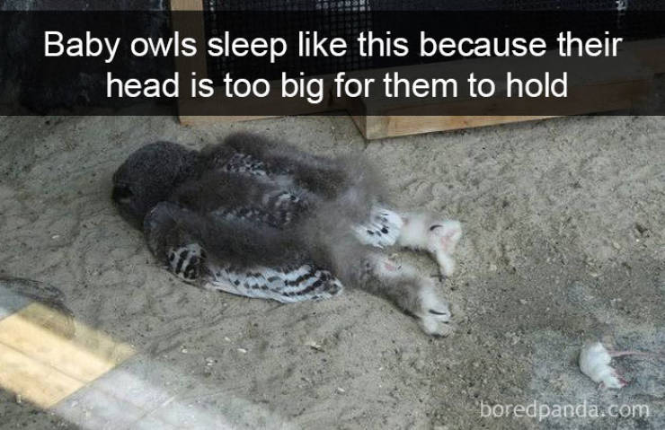 page,3,top 100 animals pics of the year 2019.html - 1 HD Photos | Premium Gallery 2019