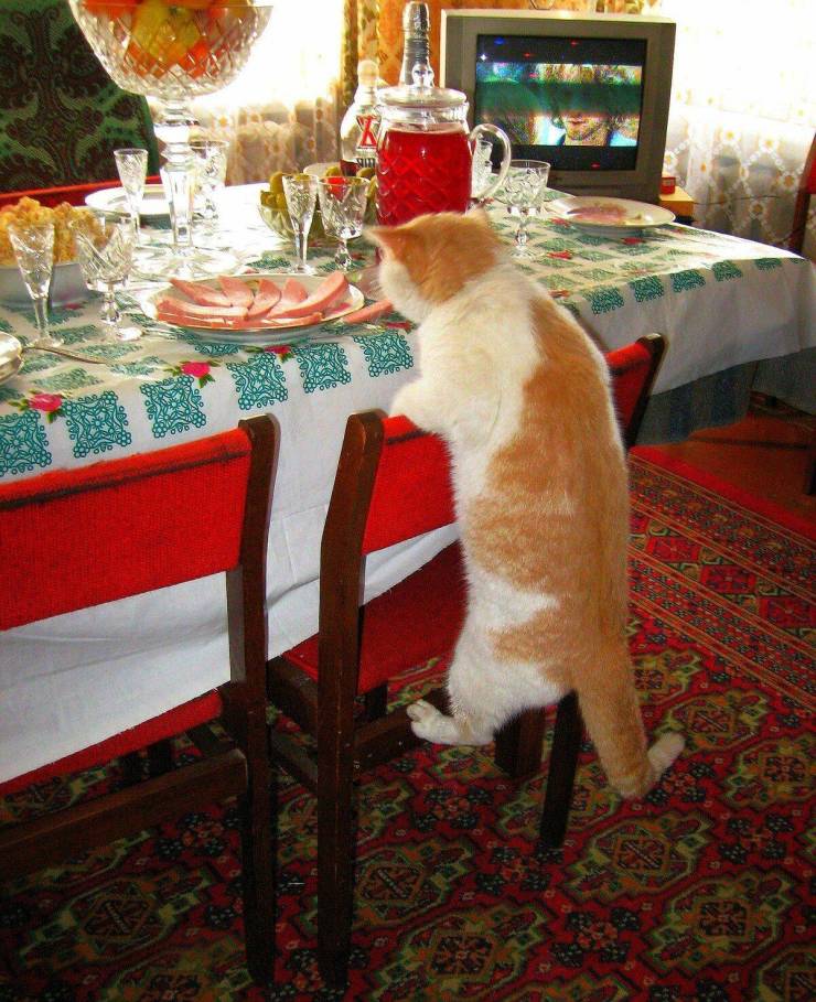 Daily Picdump