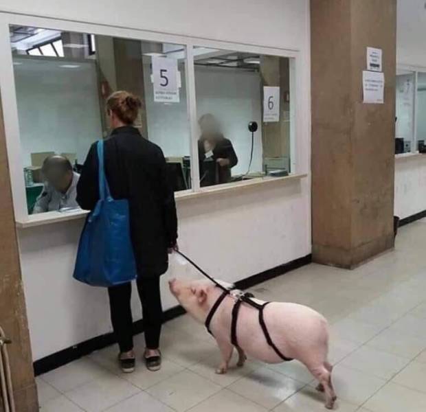 Daily Picdump