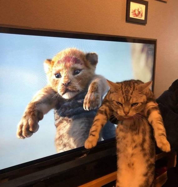 page,3,top 100 animals pics of the year 2019.html - 1 HD Photos | Premium Gallery 2019