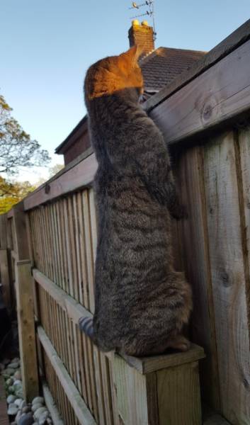 page,3,top 100 animals pics of the year 2019.html - 1 HD Photos | Premium Gallery 2019