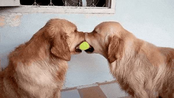 top 100 animals pics of the year 2019.html - 1 HD Photos | Premium Gallery 2019