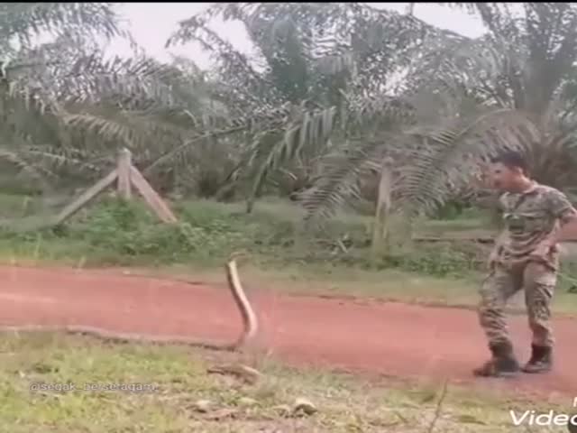 How To Catch A Snake (Don’t Try This At Home)