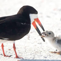 hot girls with beautiful long legs 53 pics.html - 53 HD Photos | Premium Gallery 2020