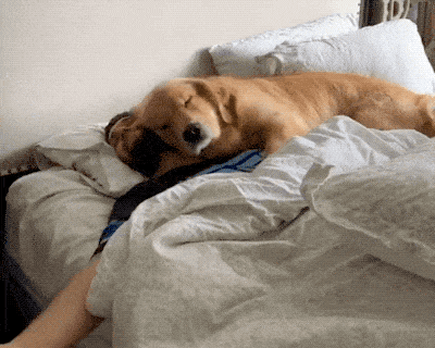 Pet Me! PET ME HUMAN!