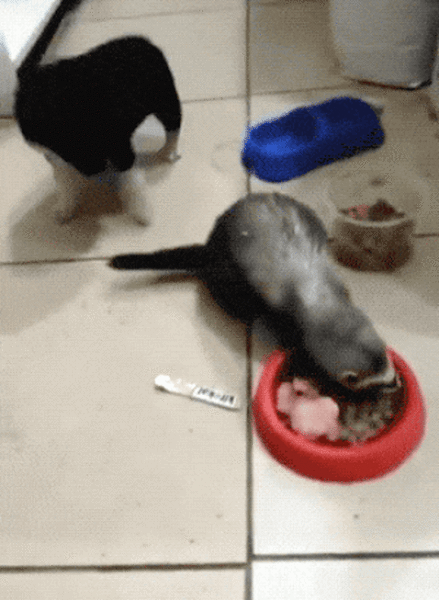 page,4,top 100 animals pics of the year 2019.html - 1 HD Photos | Premium Gallery 2019