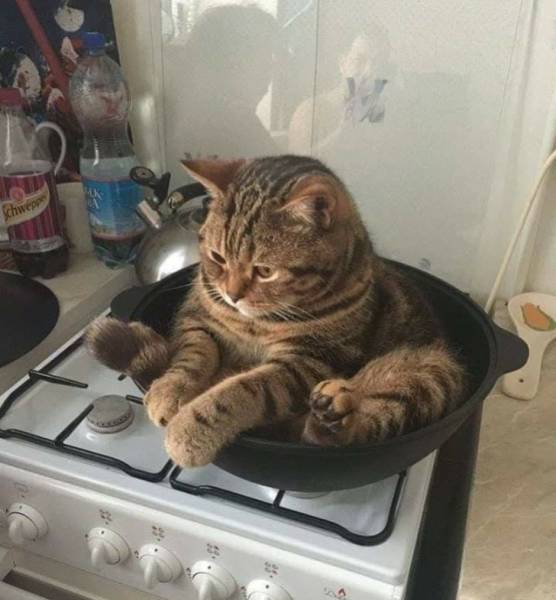 page,4,top 100 animals pics of the year 2019.html - 1 HD Photos | Premium Gallery 2019